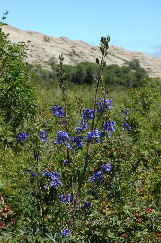 Изображение особи Delphinium dictyocarpum.