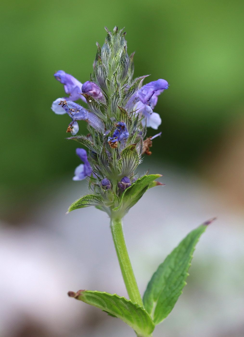 Изображение особи Nepeta nervosa.