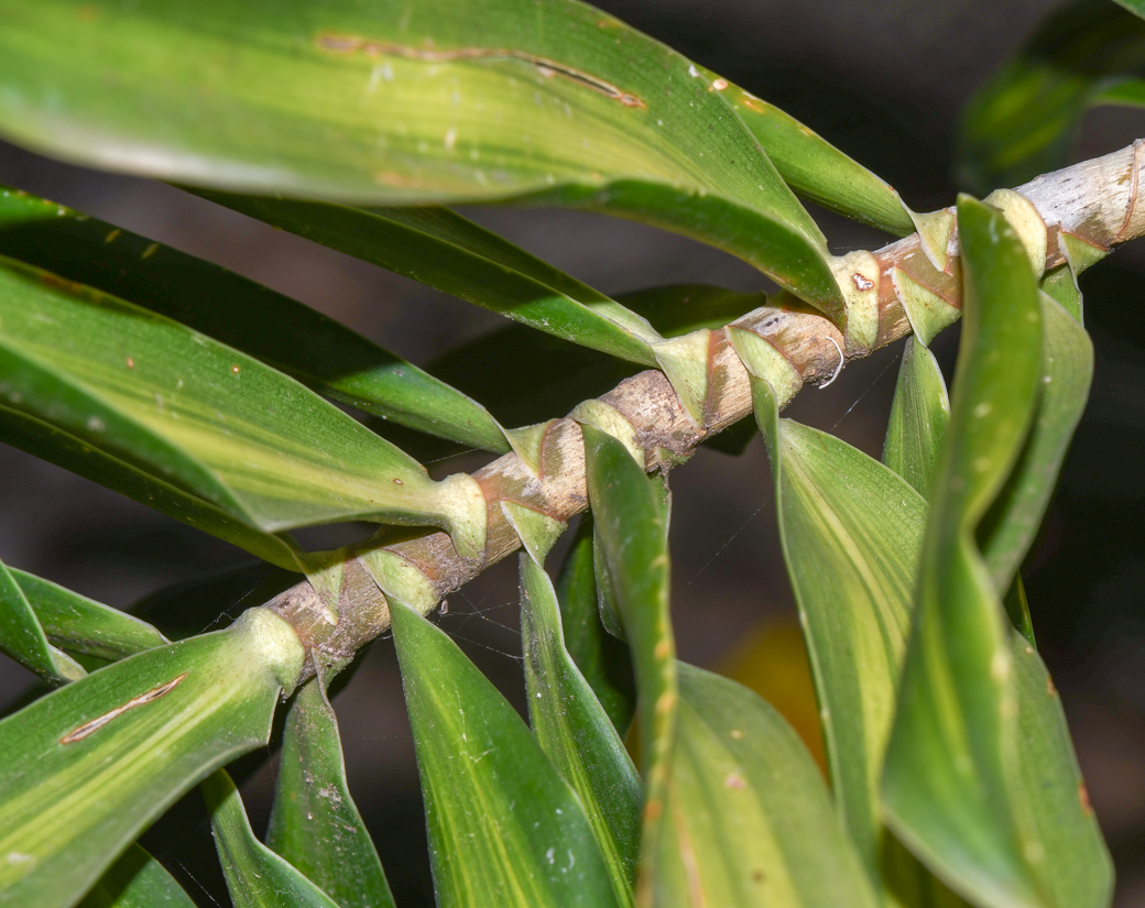 Image of Dracaena reflexa specimen.