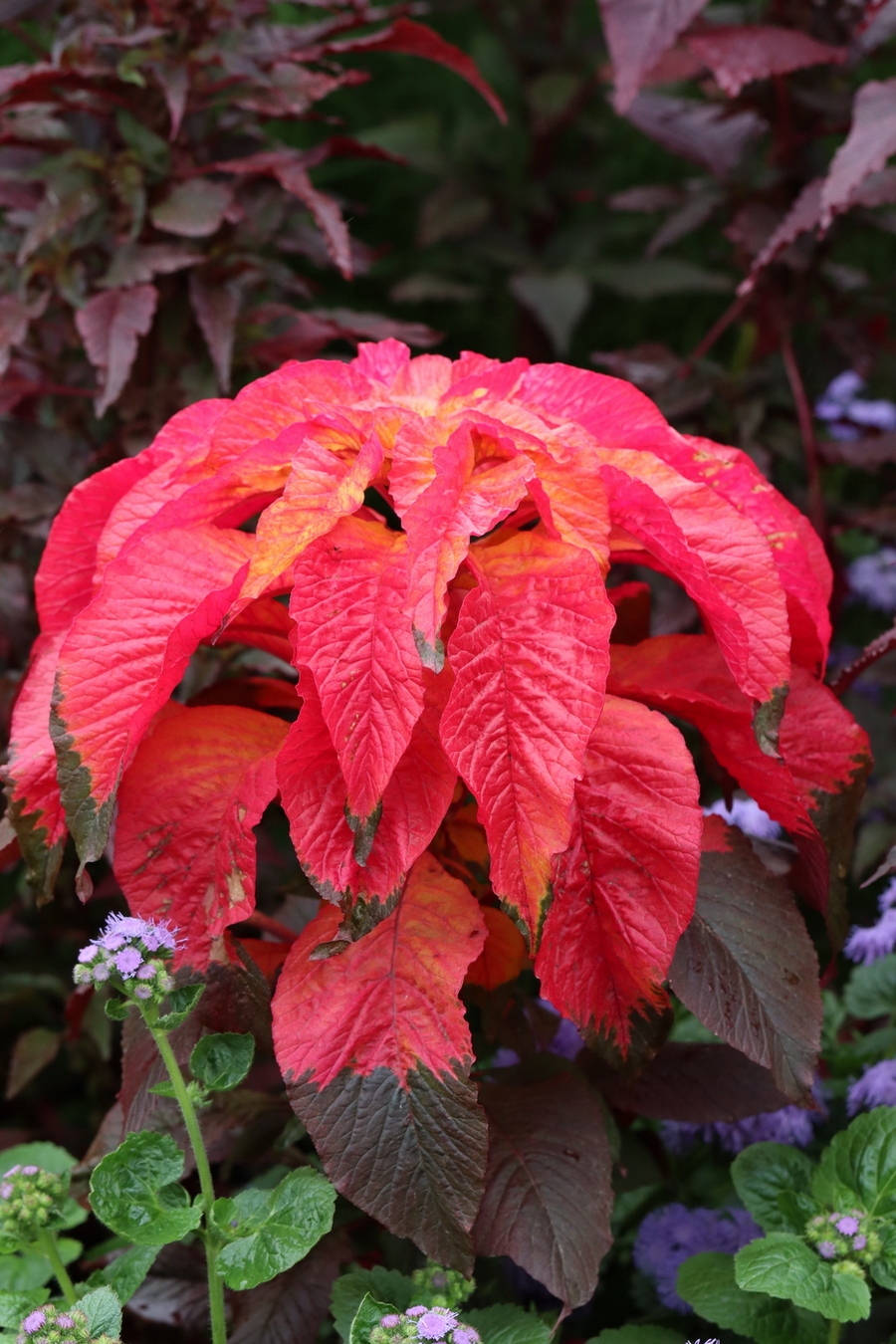 Image of Amaranthus tricolor specimen.