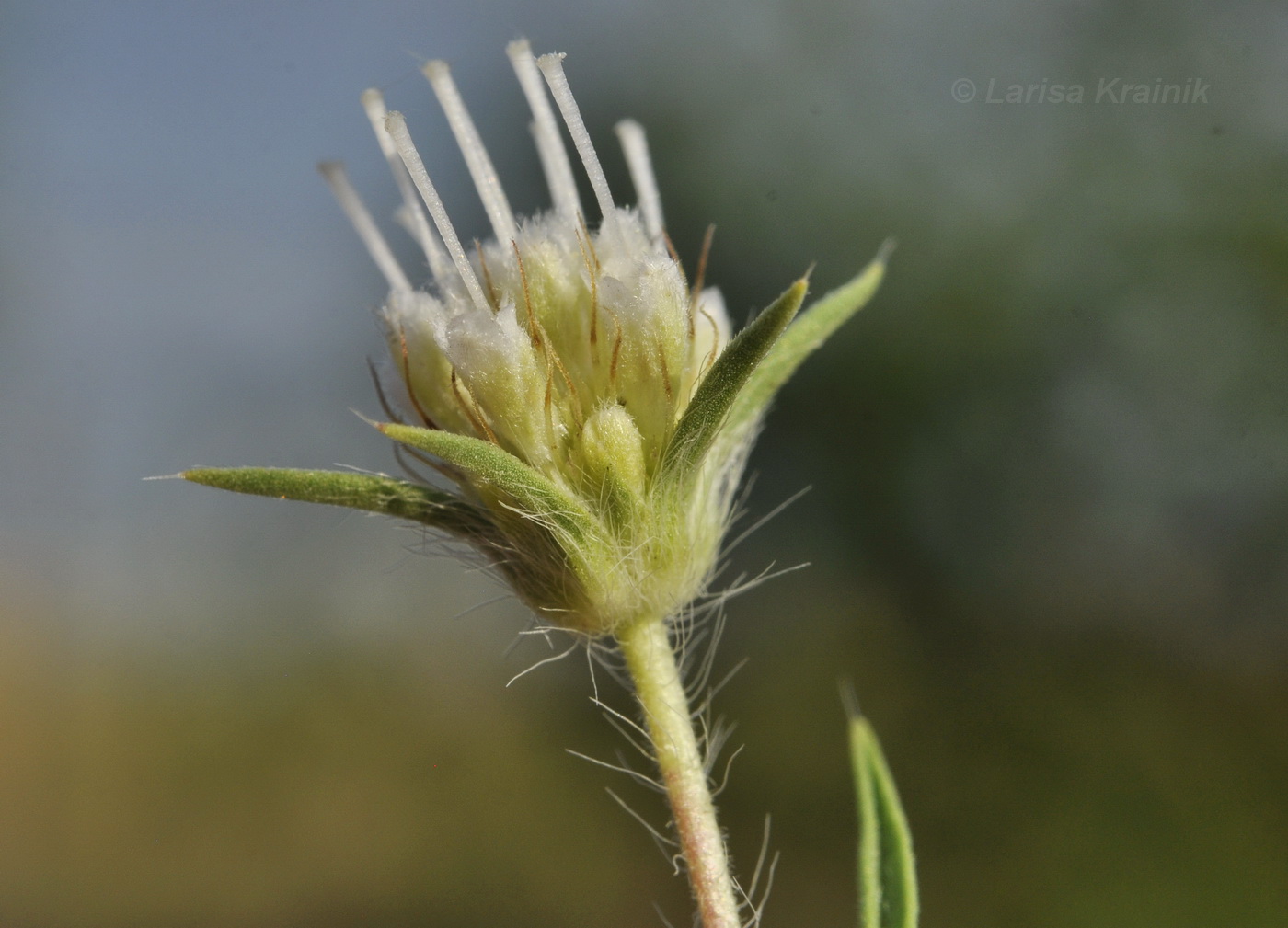 Image of Lomelosia argentea specimen.