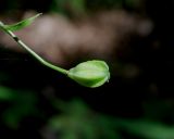 Lilium pilosiusculum
