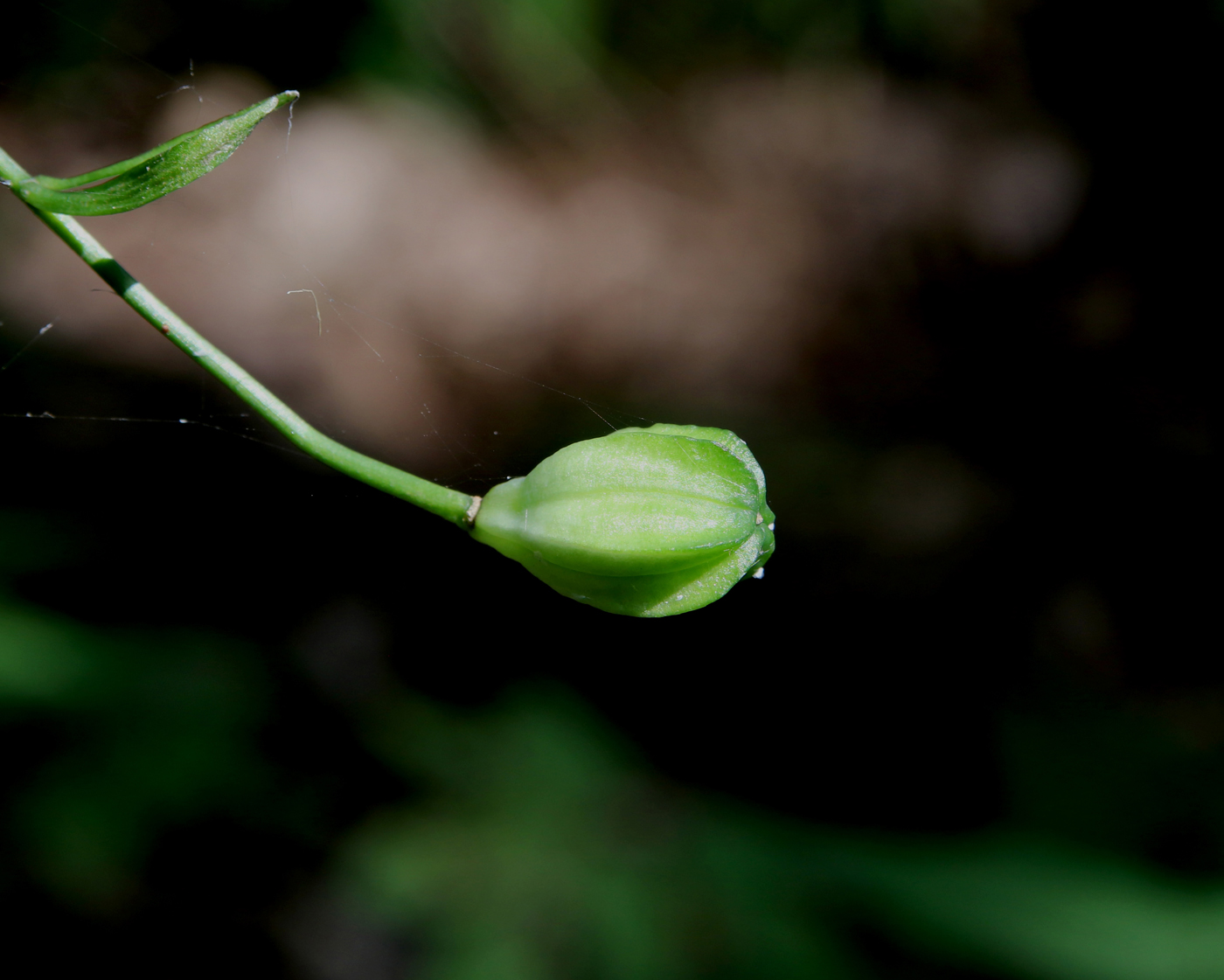 Изображение особи Lilium pilosiusculum.