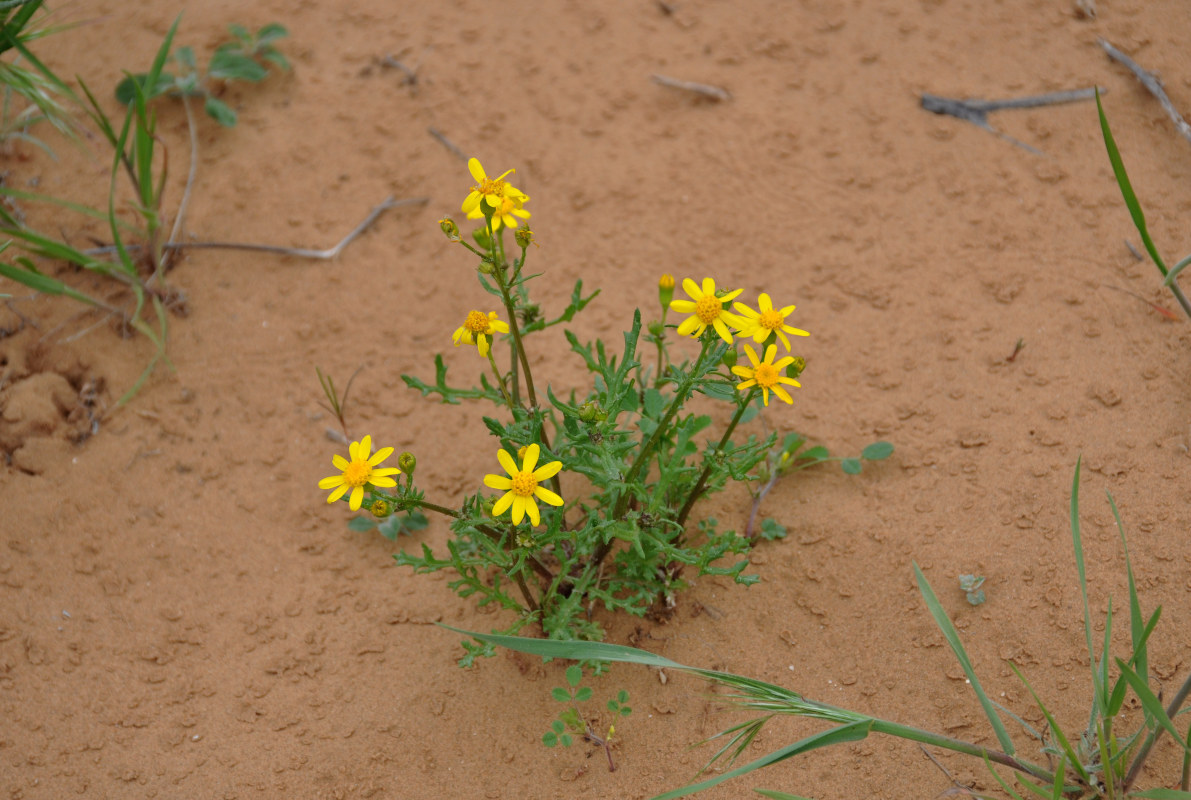 Image of Senecio vernalis specimen.