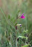 Vicia angustifolia