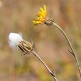 Crepis rhoeadifolia. Верхушки побегов с соплодием и соцветием. Ростовская обл., Неклиновский р-н, Андреево-Мелентьевское с/п, балка Сухая, в сухой степи. 26.10.2021.