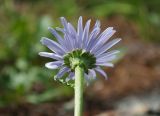 Aster alpinus