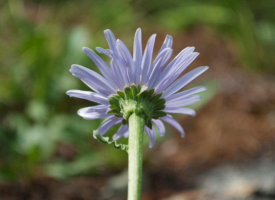 Изображение особи Aster alpinus.