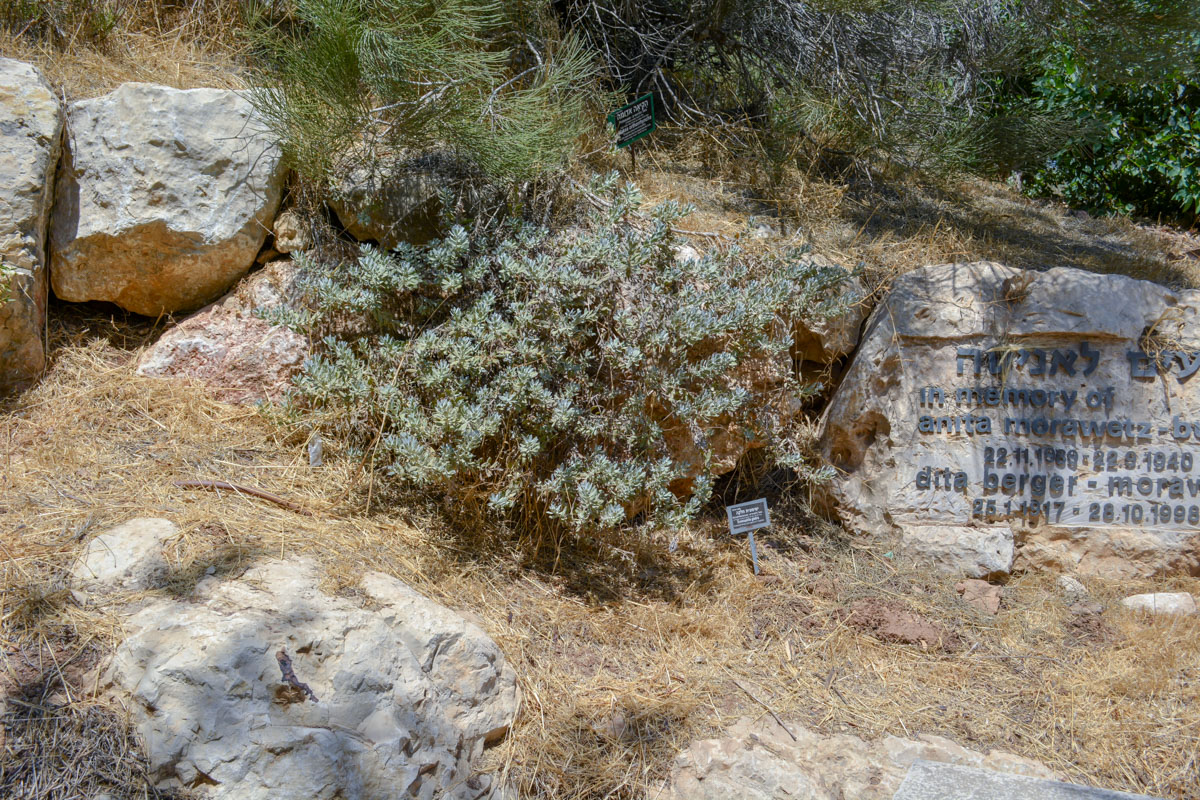 Изображение особи Eremophila glabra.