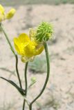 Ranunculus sewerzowii