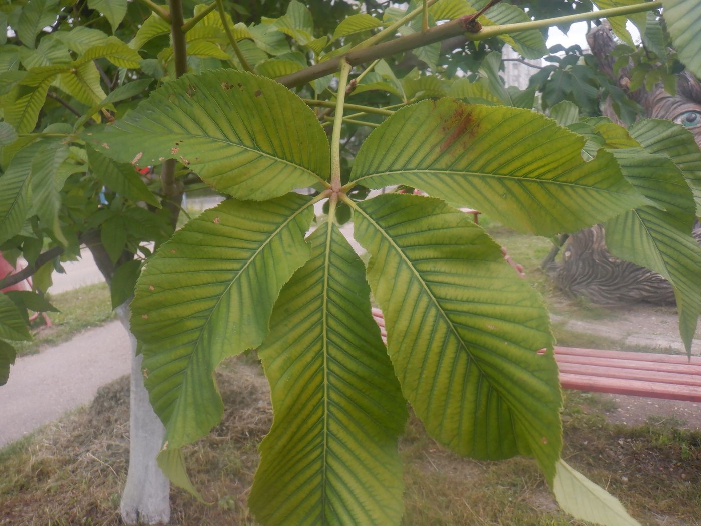 Image of Aesculus pavia specimen.