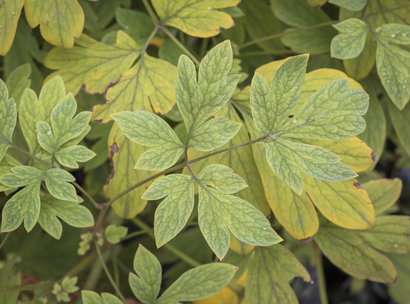 Image of Dicentra spectabilis specimen.