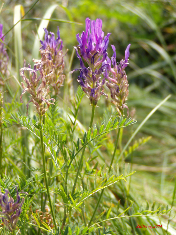 Image of Astragalus onobrychis specimen.