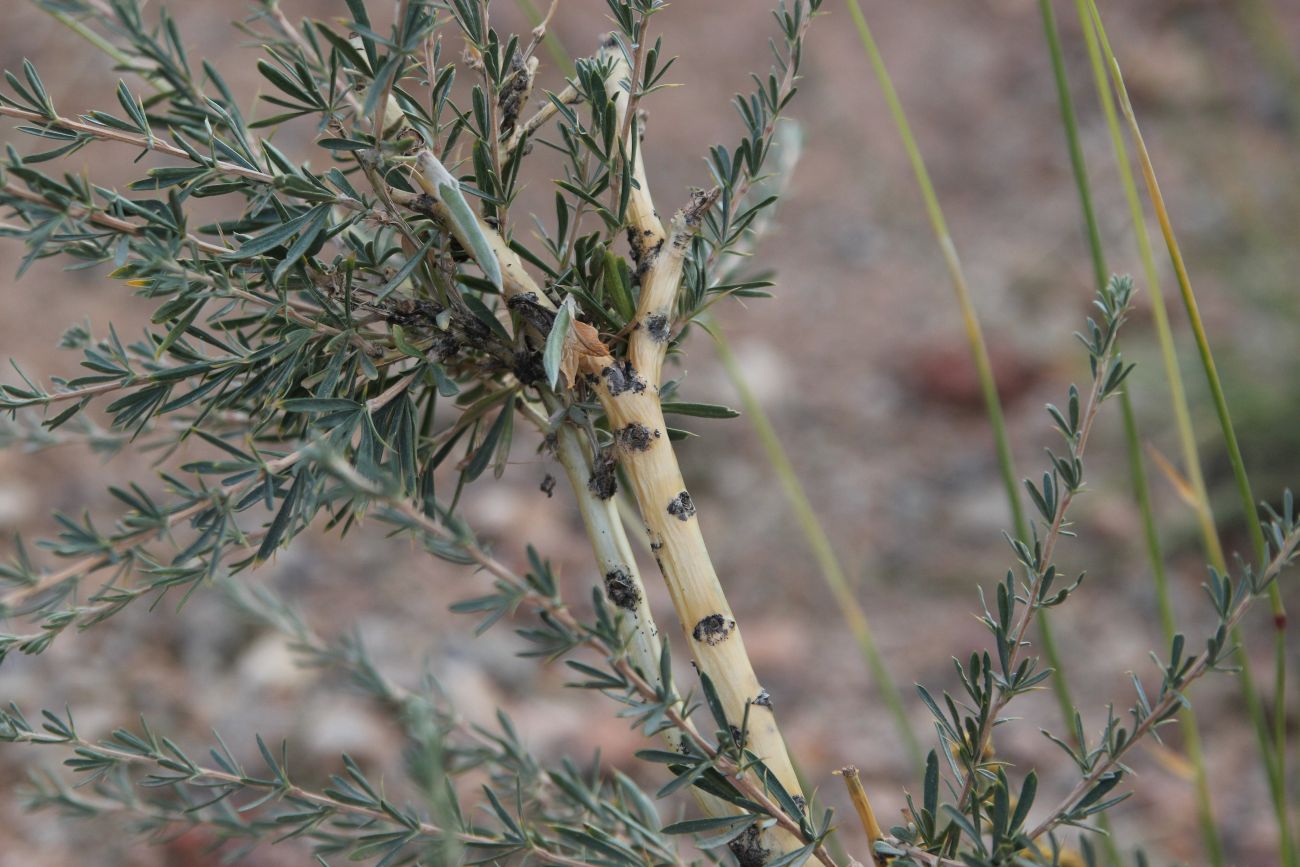 Изображение особи Caragana pygmaea.