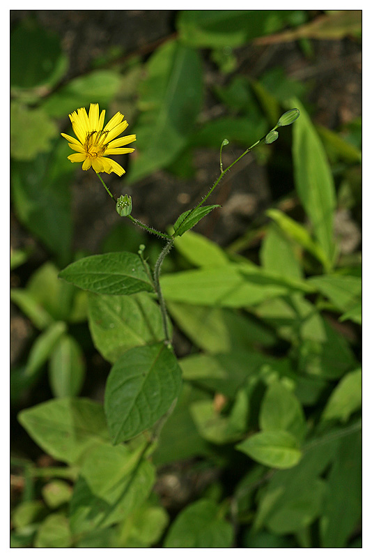 Image of Lapsana intermedia specimen.