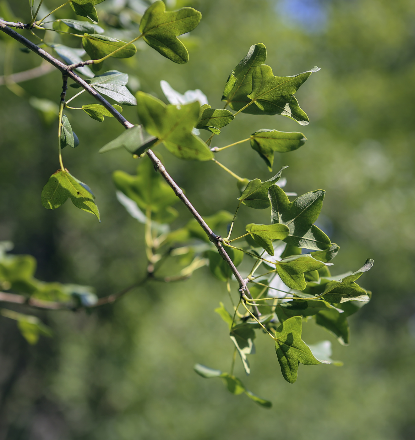 Image of Acer monspessulanum specimen.