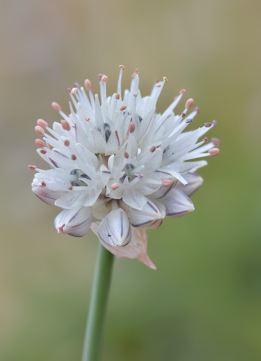 Изображение особи Allium pseudostrictum.