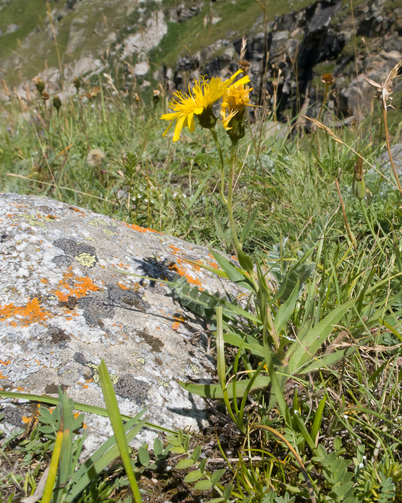 Image of genus Hieracium specimen.