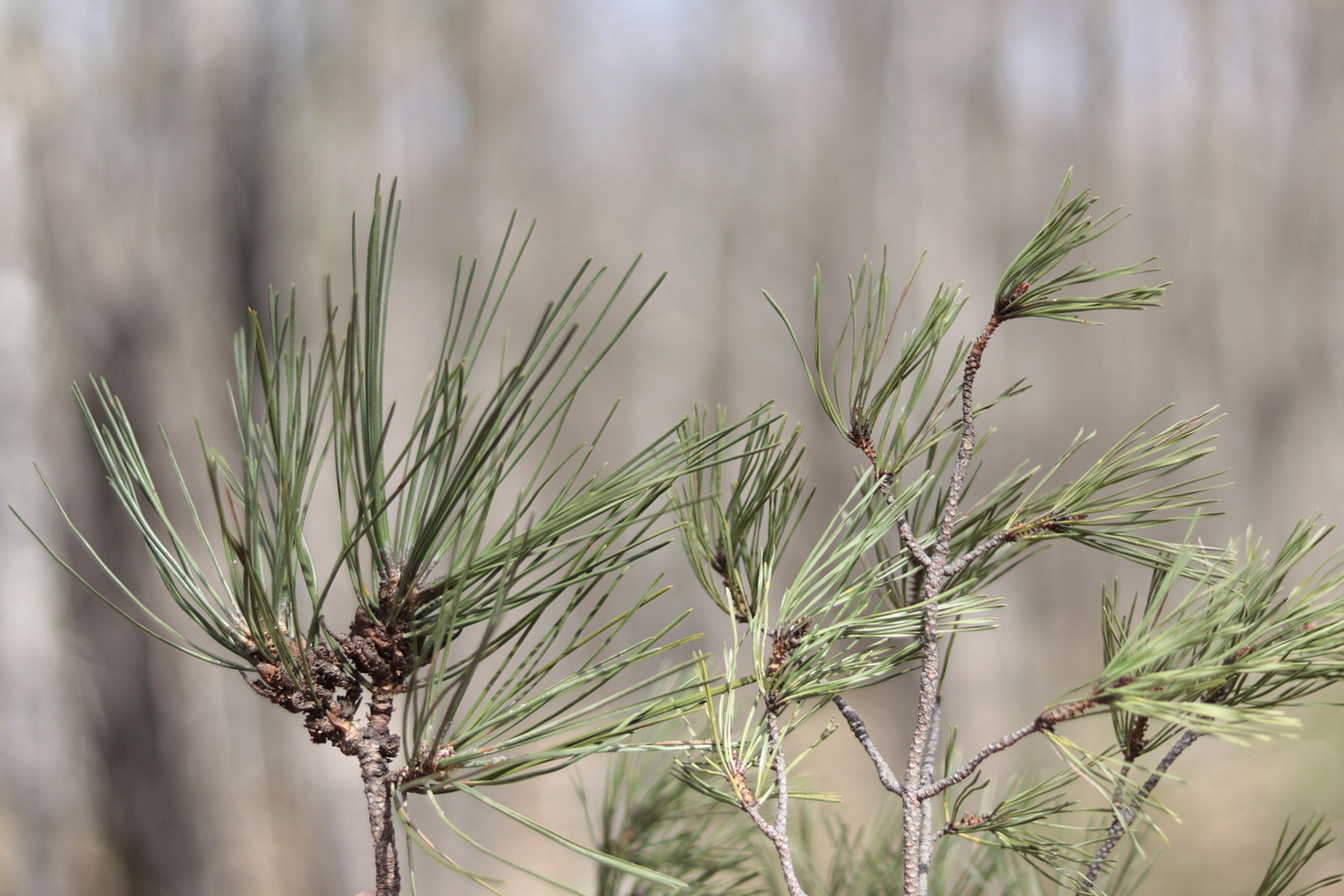 Изображение особи род Pinus.
