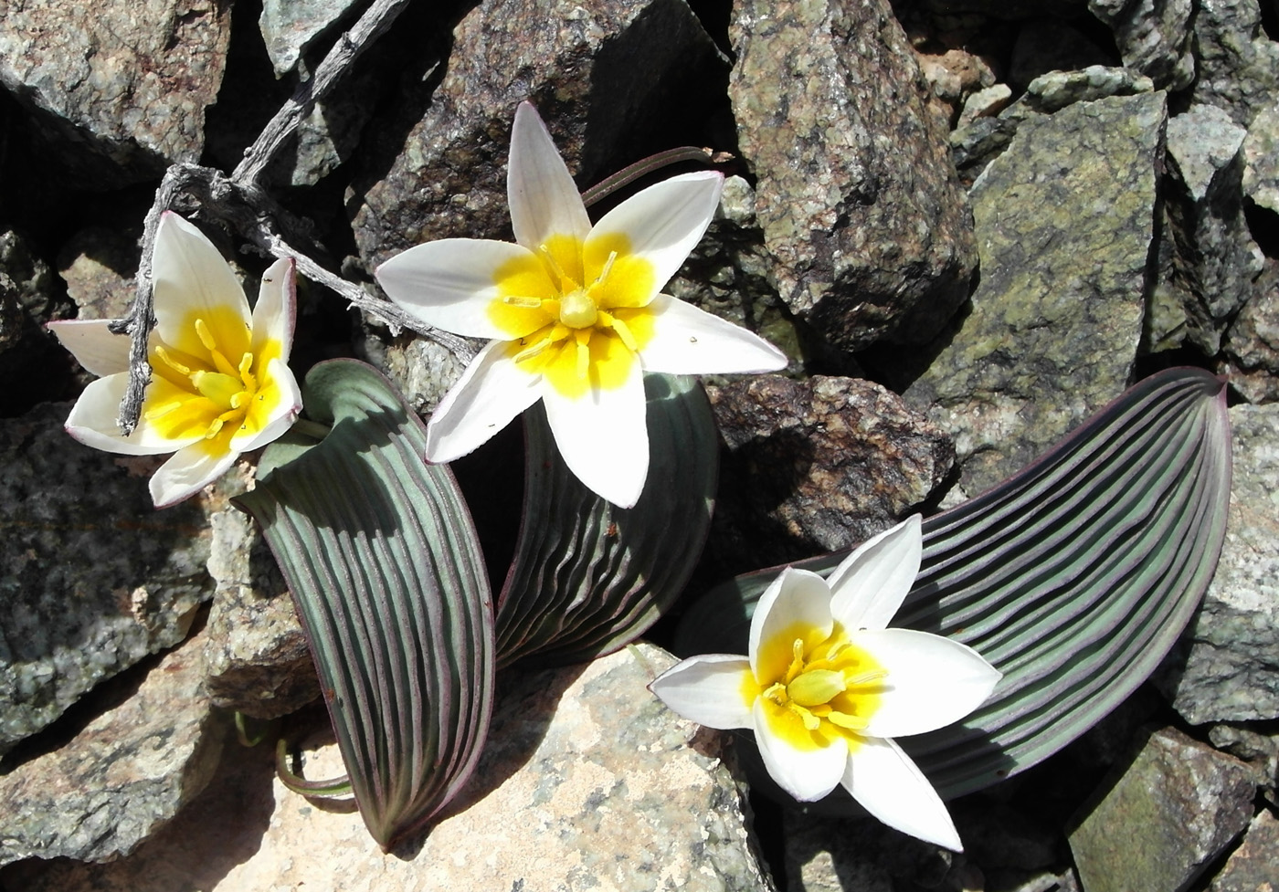 Image of Tulipa regelii specimen.