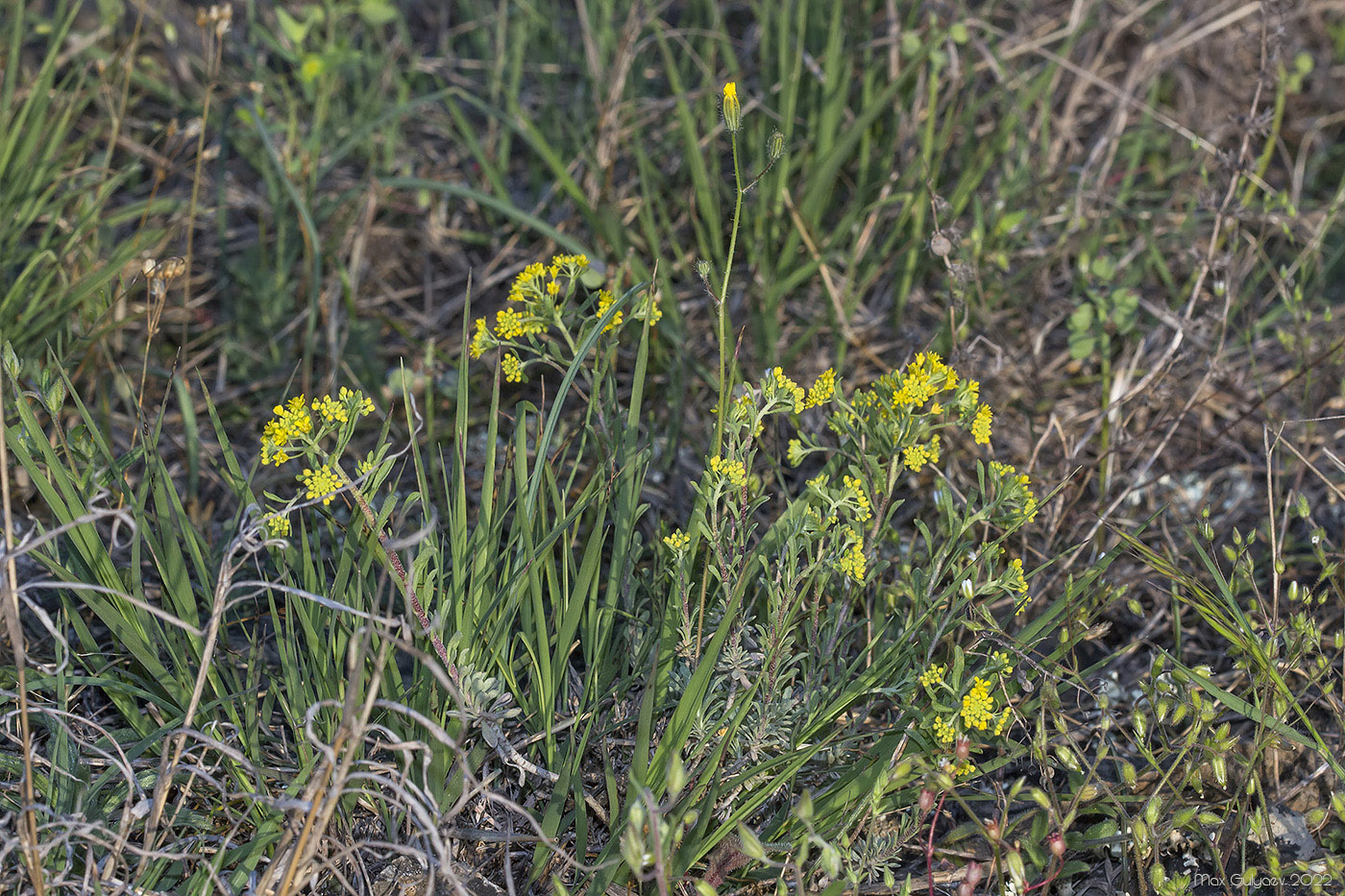 Image of Odontarrhena obtusifolia specimen.