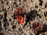 Paeonia tenuifolia