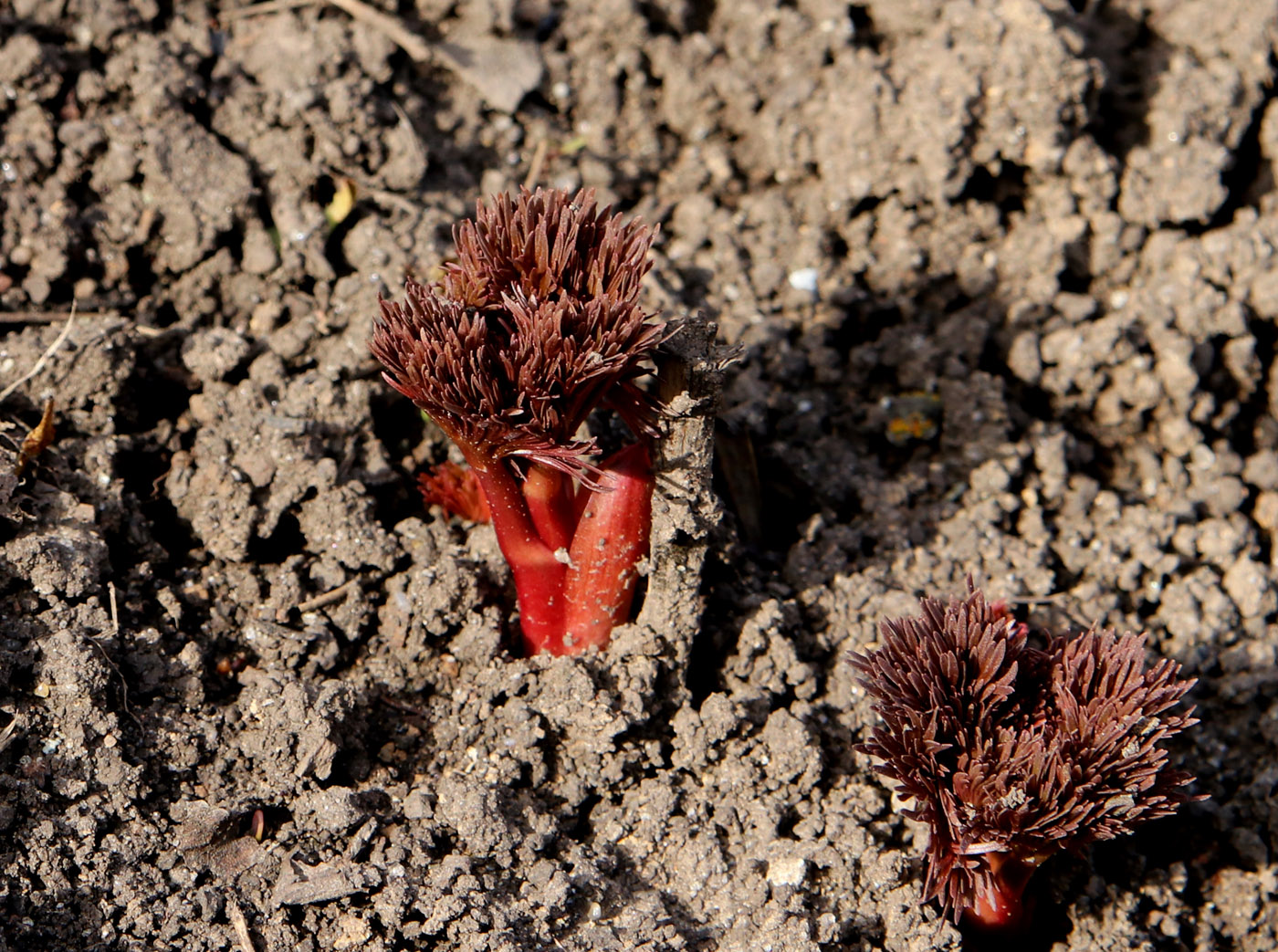 Изображение особи Paeonia tenuifolia.