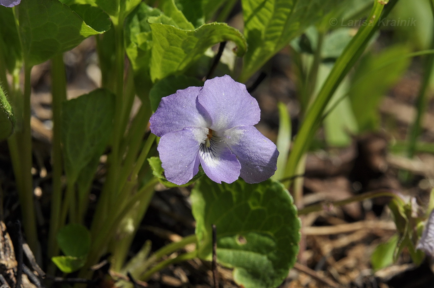 Image of Viola brachysepala specimen.