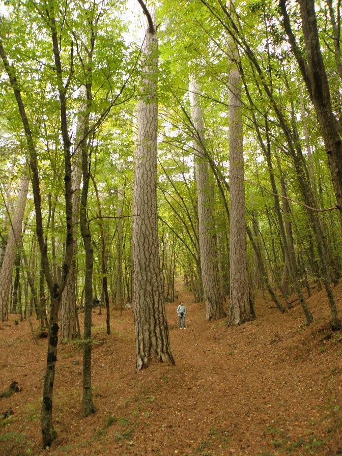 Изображение особи Pinus pallasiana.