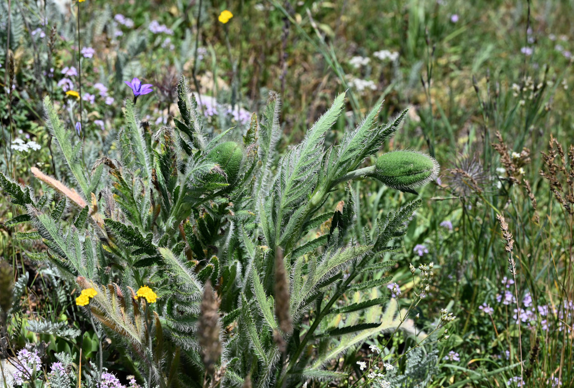 Image of Papaver orientale specimen.