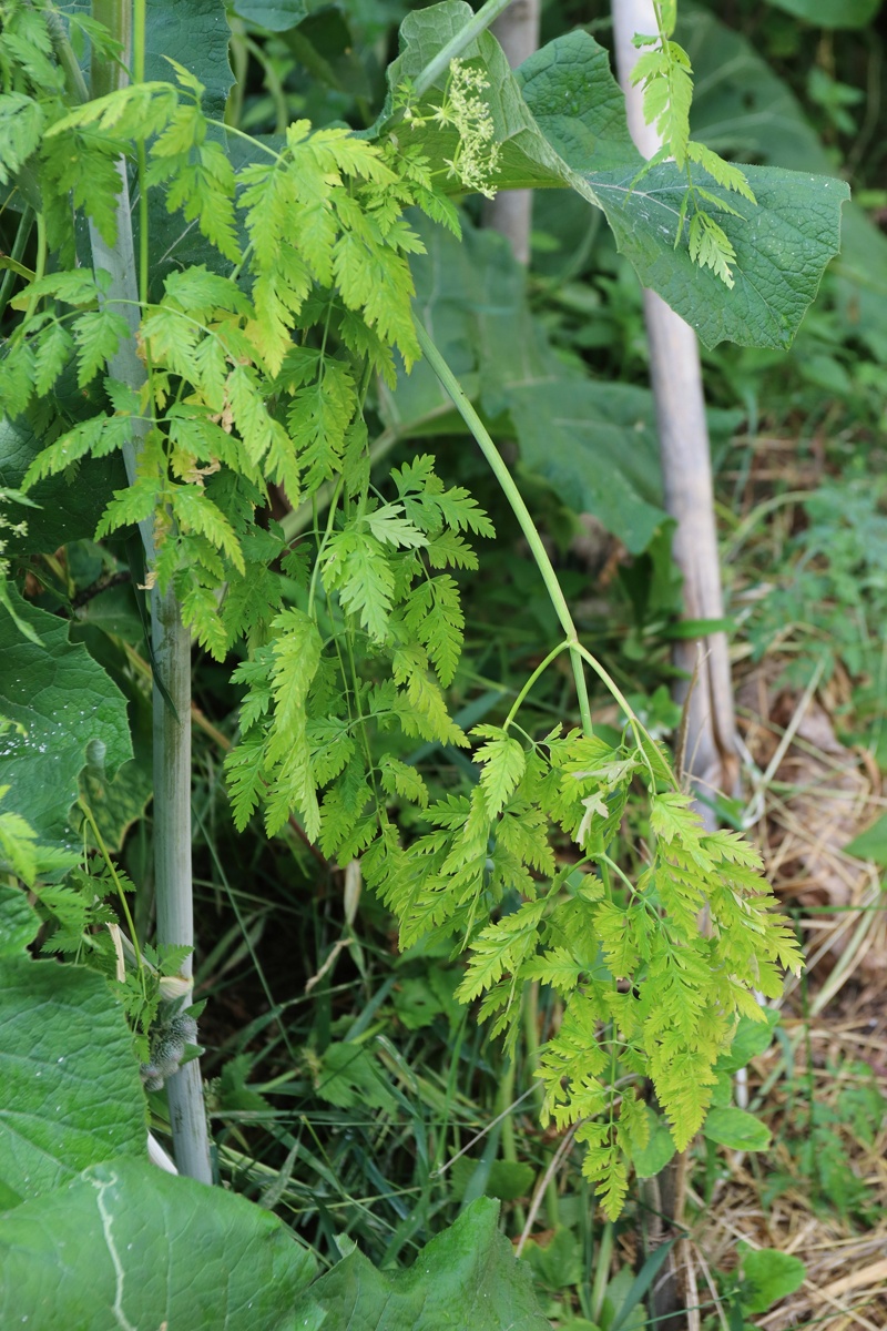 Изображение особи Conium maculatum.