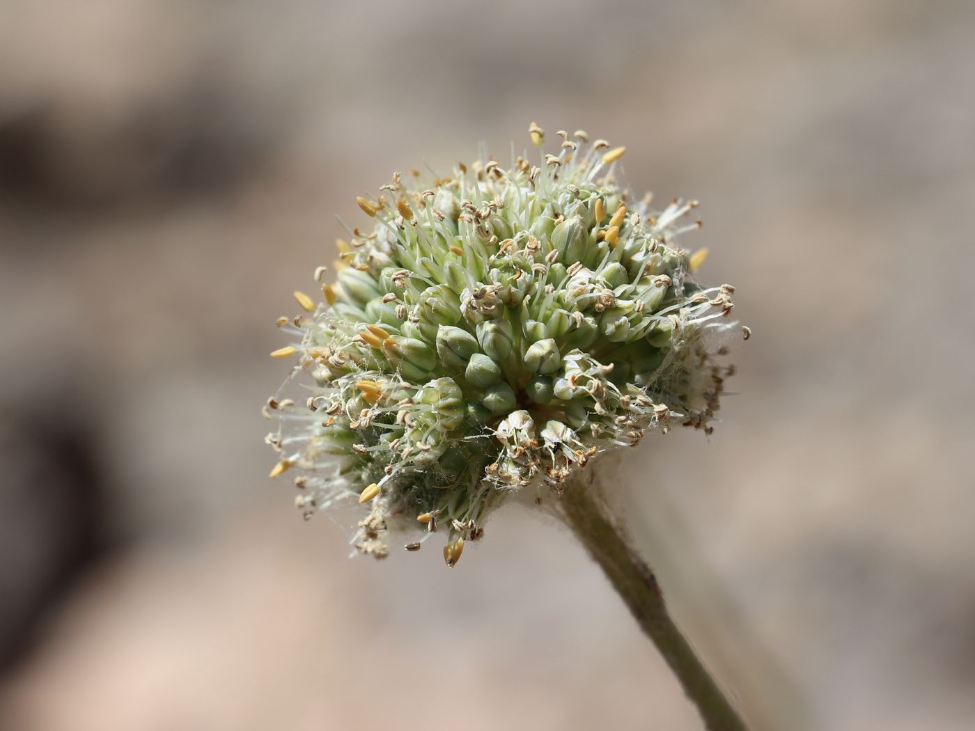 Image of Allium drobovii specimen.