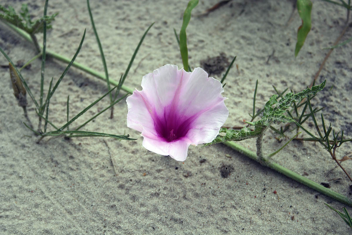 Изображение особи Ipomoea bolusiana.