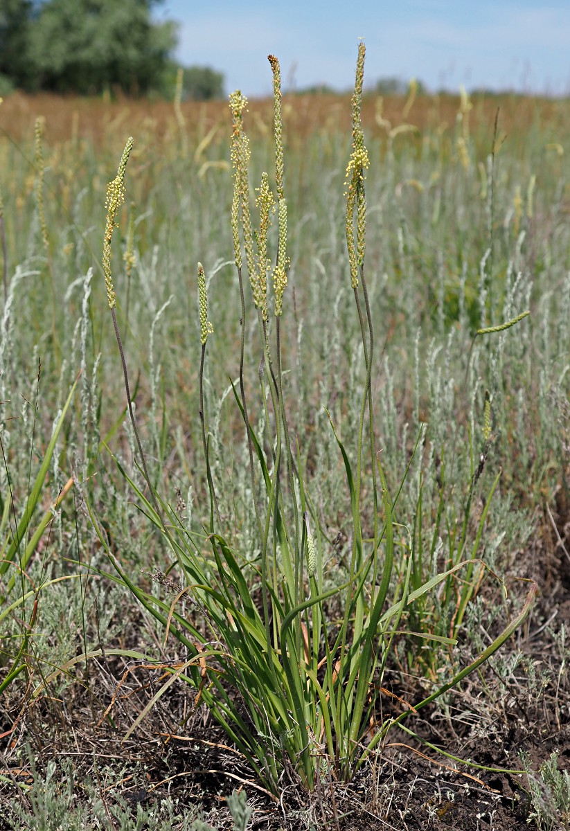 Изображение особи Plantago salsa.