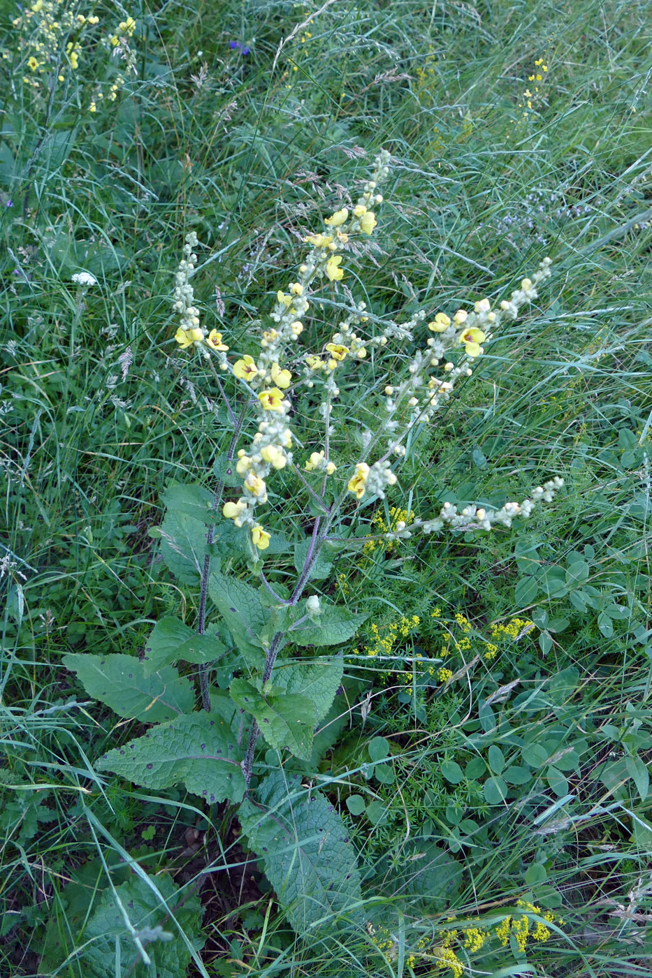 Image of Verbascum marschallianum specimen.