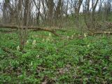 Corydalis caucasica