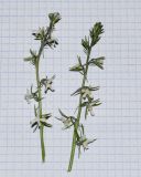 Linaria chalepensis