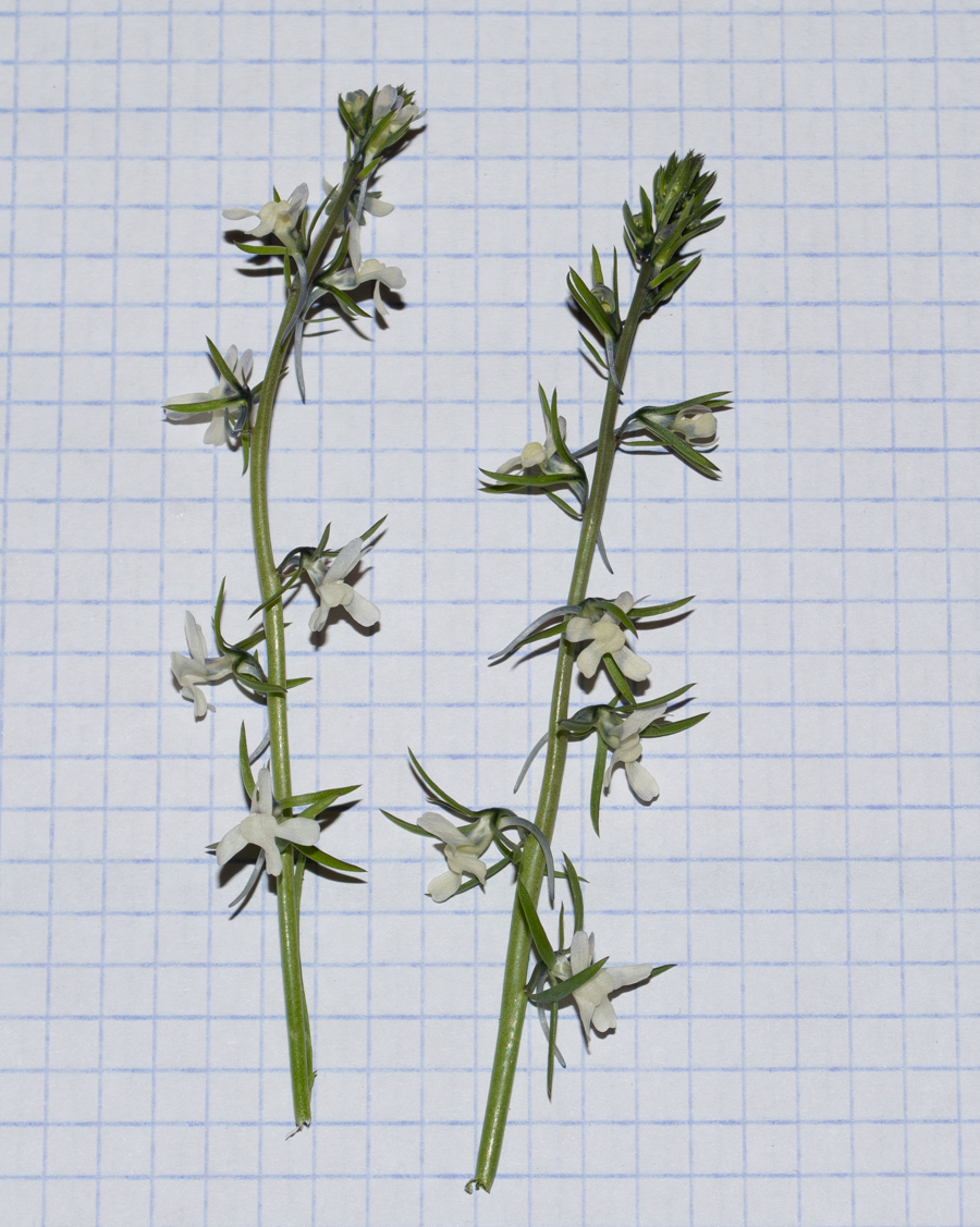 Изображение особи Linaria chalepensis.