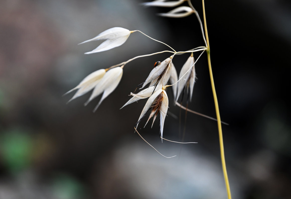 Изображение особи Avena persica.