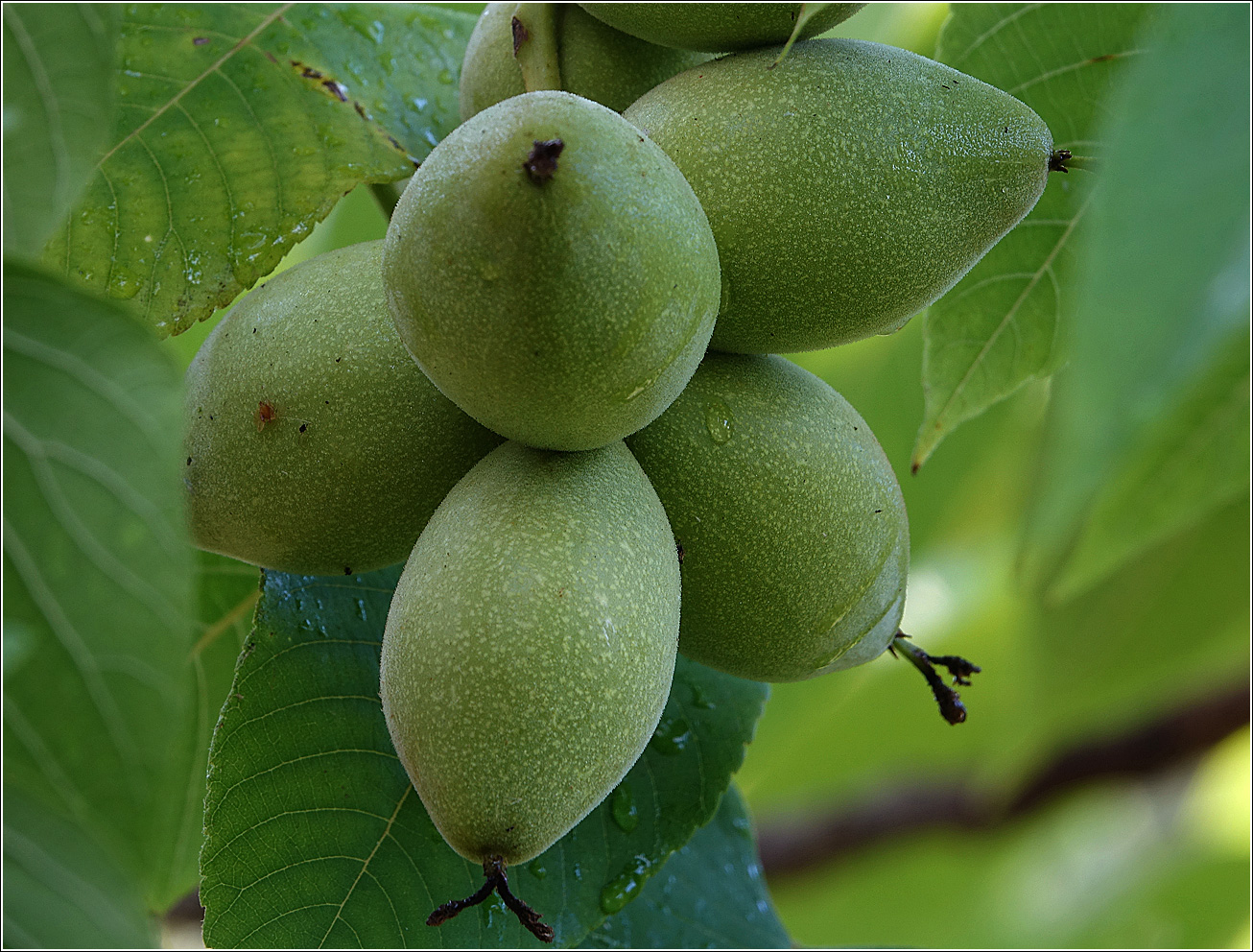 Изображение особи Juglans mandshurica.