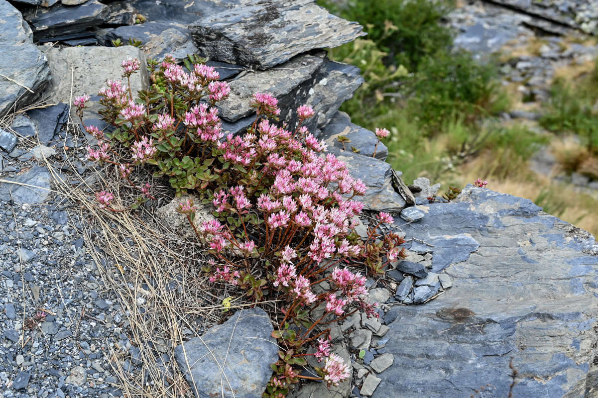 Изображение особи Sedum oppositifolium.