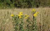 Senecio grandidentatus. Цветущее растение. Краснодарский край, м/о г. Новороссийск, гора Рябкова, злаково-разнотравный луг. 08.10.2022.