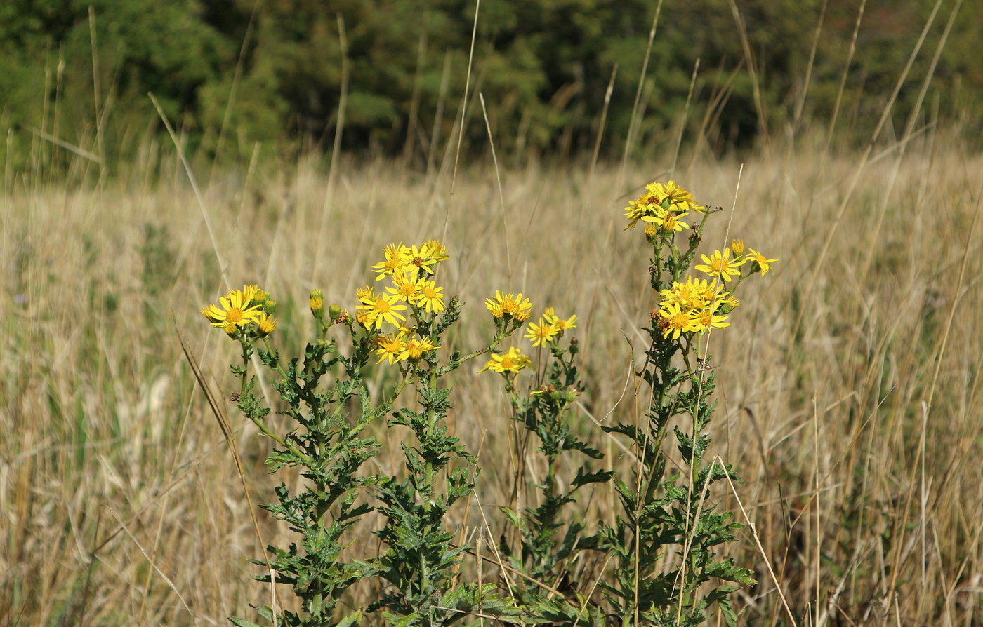 Image of Senecio grandidentatus specimen.