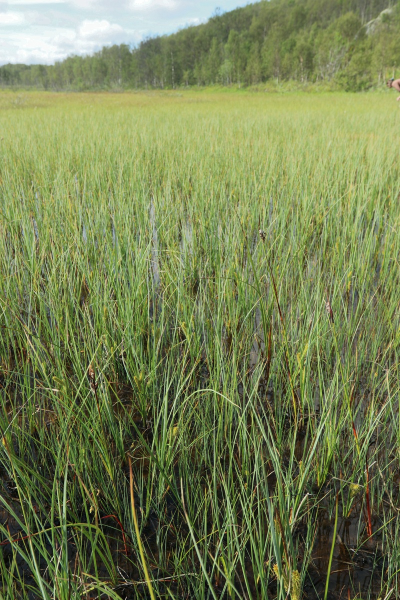 Image of Carex rostrata specimen.