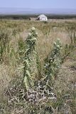 Cirsium turkestanicum