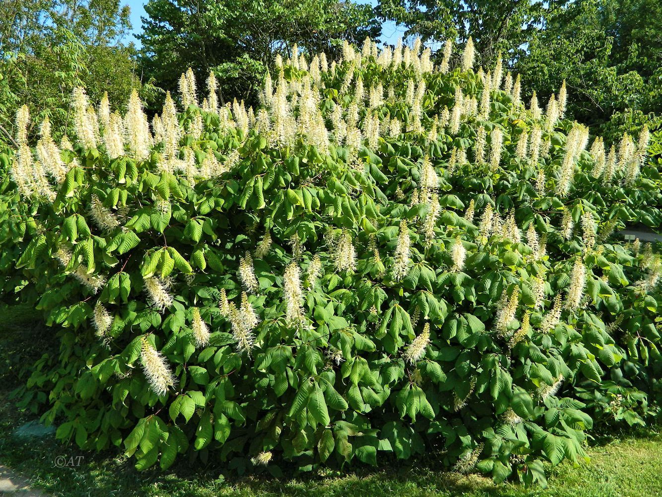 Изображение особи Aesculus parviflora.