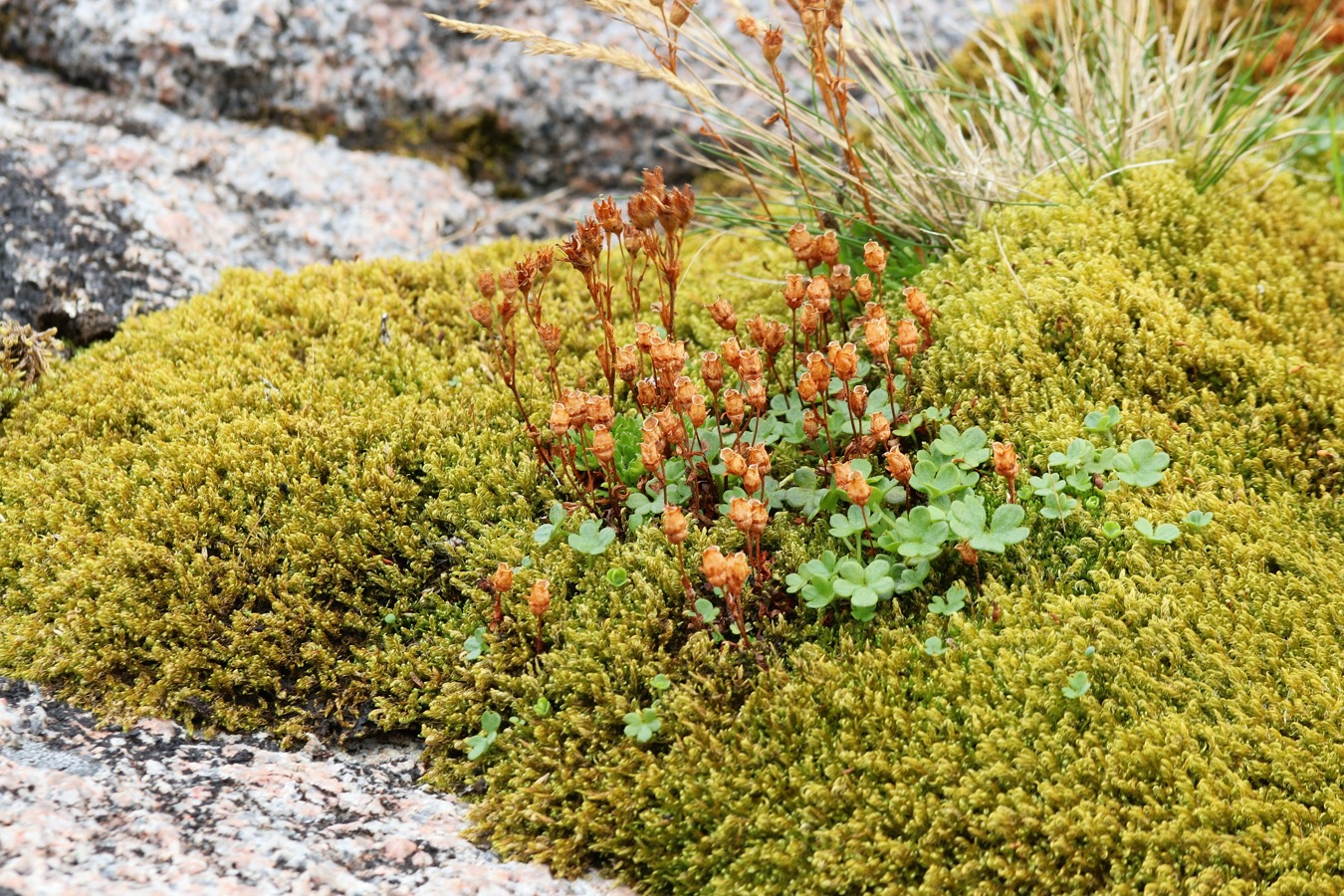 Image of Saxifraga rivularis specimen.