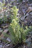 genus Pedicularis. Цветущее растение на каменистом склоне. Южный Казахстан, Таласский Алатау, ущелье Коксай, высота 2600 м н.у.м.