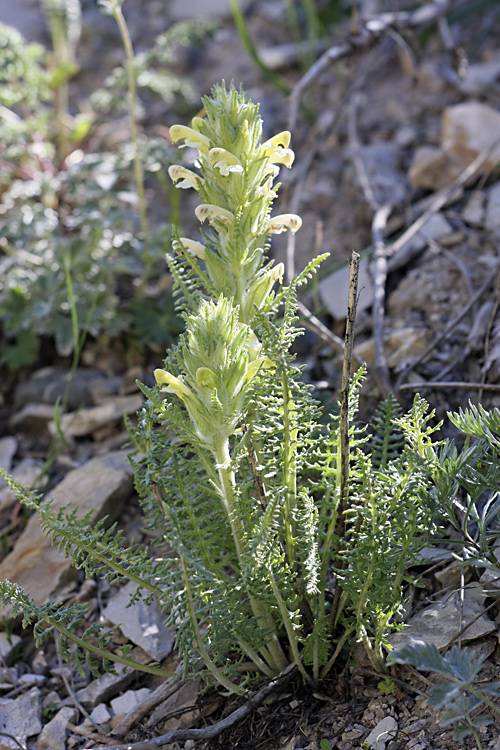 Изображение особи род Pedicularis.