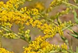 Solidago canadensis